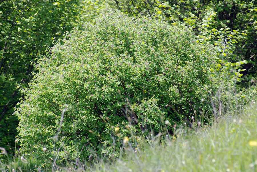 Amelanchier ovalis / Pero corvino